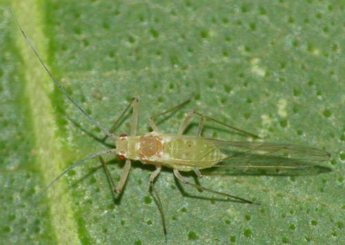 Réf. 309 536 : Drepanosiphum platanoidis